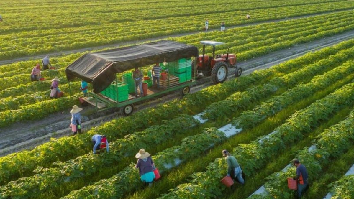 Đất trồng cây hằng năm khác là gì