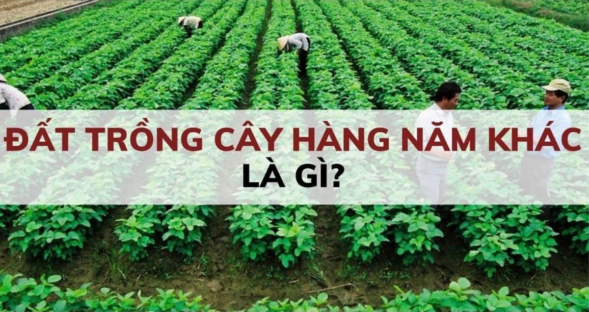 Đất Trồng Cây Hàng Năm Khác Là Gì? Phân Biệt Với Đất Trồng Cây Lâu Năm Để Tránh Bị Phạt