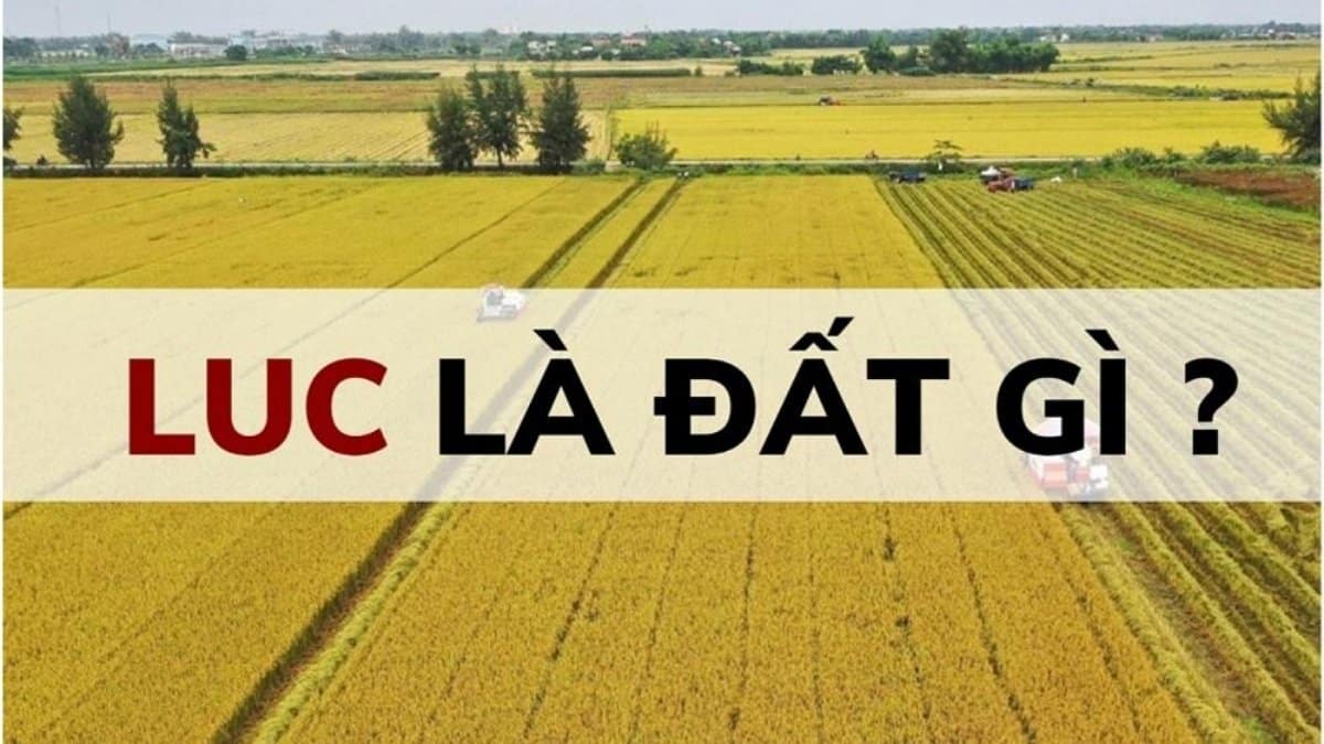 Đất LUC Là Đất gì? Cách Lên Thổ Cư Và Rủi Ro Pháp Lý Cần Tránh